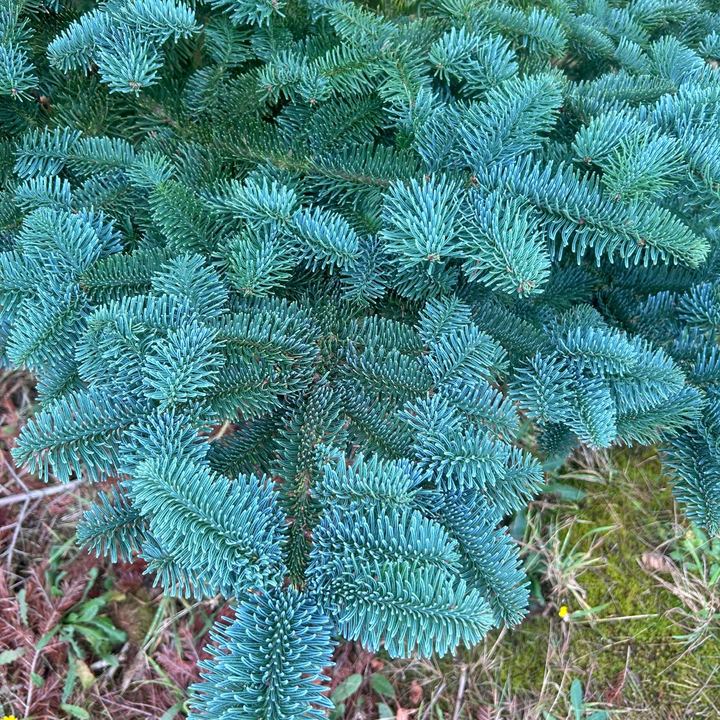 Blauwgroene Nobilis takken op het veld