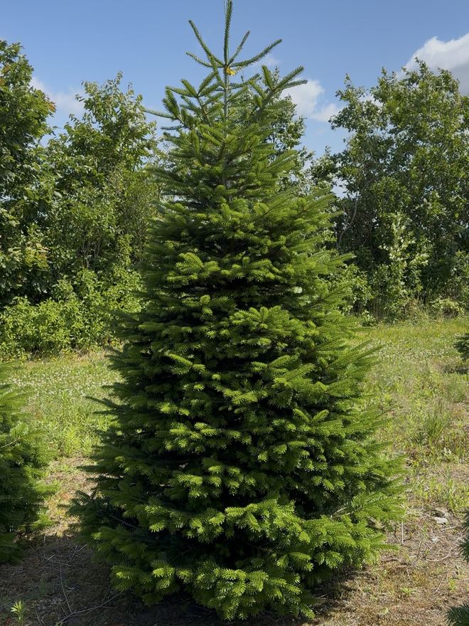 Een volle Nordmann-kerstboom op de kwekerij